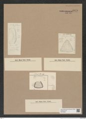 Stictodiscus sp. (de-Toni-Nr.: Genus 205) Zeichnungen Sammlung Grunow Nr. 9075 (NHMW-BOT-W0378826)
